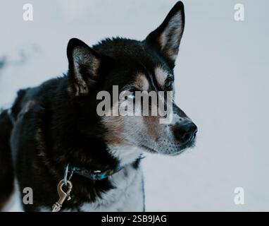 chien de traîneau Husky au Canada Banque D'Images