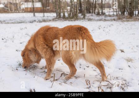 Chien Golden retriever reniflant dans la neige Banque D'Images