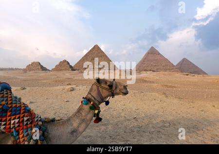 Les chameaux et les pyramides de Gizeh en Egypte Banque D'Images