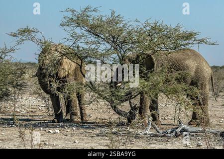 Un couple d'éléphants d'Afrique mangeant de l'acacia à Etosha. Banque D'Images
