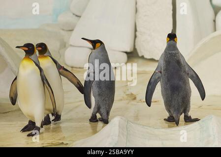 Le manchot royal Aptenodytes patagonicus au zoo de Nyíregyháza, Hongrie Banque D'Images