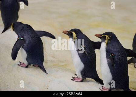 Le manchot du sud, Eudyptes chrysocome, dans le zoo de Nyíregyháza, en Hongrie Banque D'Images