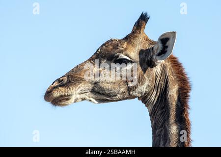 Plan latéral de la tête d'une girafe avec la bouche fermée, montrant de fines cornes avec des touffes de cheveux sur le dessus, montrant que c'est une femelle. Banque D'Images
