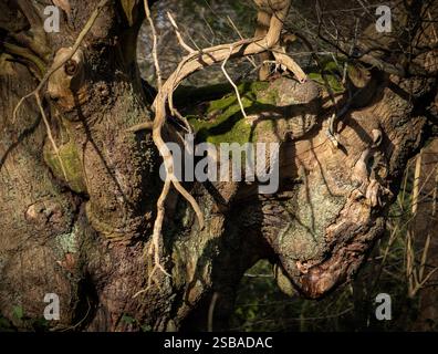 La lumière du soleil d'hiver projette des ombres créant un motif déroutant sur un tronc d'arbre ancien, Worcestershire, Angleterre. Banque D'Images
