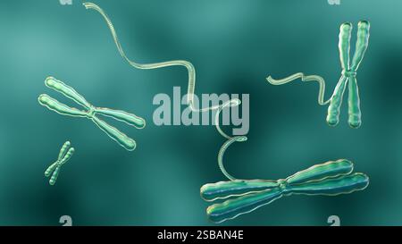 Un rendu 3D montre une vue rapprochée du monde microscopique de l'ADN aux côtés de la structure plus grande d'un chromosome. Banque D'Images