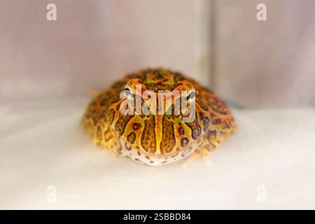 Grenouille Pacman sur fond blanc Banque D'Images