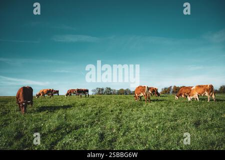 vache brune avec des cornes pâturant sur une prairie verte idyllique devant un ciel bleu Banque D'Images