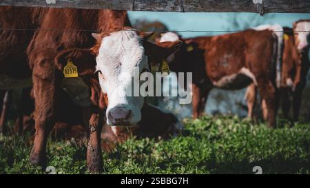 Jeune vache brune et blanche regardant à travers une clôture en bois sur un pâturage vert Banque D'Images
