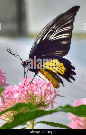 Papillon mâle Golden Birdwing sur fleur rose en Floride. Troides rhadamantus Banque D'Images