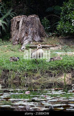 Trois oies égyptiennes (du Nil) reposant sur la pelouse, Alopochen aegyptiaca dans un habitat naturel. Oiseau africain, animal envahissant. Afrique du Sud, national Kruger Banque D'Images