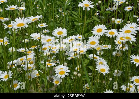Un gros plan de marguerites blanches brillantes sur un fond de jardin vert dans le soleil chaud de l'été. Banque D'Images