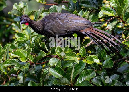 Costa Rica, Monteverde, Curi - réserve Cancha. Guan à crête (Penelope purpurascens) près d'espèces menacées. Banque D'Images