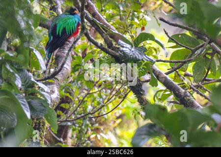 Costa Rica, Monteverde, Costa Rica, Monteverde, Curi - réserve Cancha. Quetzal resplendissant (Pharomachrus mocinno) sous la pluie. Banque D'Images