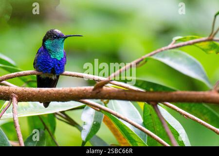 Costa Rica, Arenal. Colibri-mouche couronné (Thalurania colombica), mâle. Banque D'Images