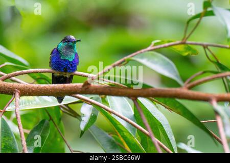 Costa Rica, Arenal. Colibri-mouche couronné (Thalurania colombica), mâle. Banque D'Images