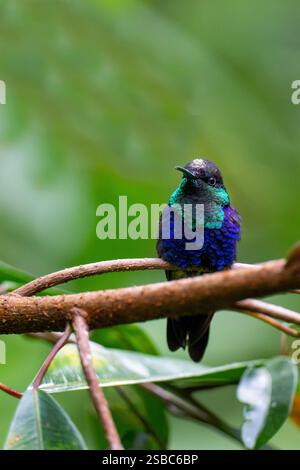 Costa Rica, Arenal. Colibri-mouche couronné (Thalurania colombica), mâle. Banque D'Images