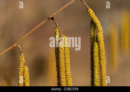 Les longs chatons délicats sont suspendus à des branches minces sous la lumière du soleil. Ces fleurs jaune verdâtre fleurissent au début du printemps, signalant l'Ar Banque D'Images