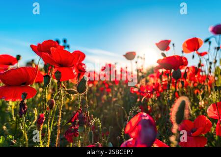 Papaver rhoeas ou pavot de maïs, plante non cultivée poussant dans les prairies et fleurissant en avril et peut, foyer sélectif Banque D'Images
