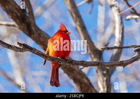 Un cardinal mâle du nord (Cardinalis cardinalis), ou cardinal rouge, perché dans un arbre. Le songbird de taille moyenne offre une touche de couleur éblouissante Banque D'Images
