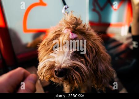 Un adorable chien aux cheveux bouclés orné d'un arc rose, profitant d'une journée ensoleillée en plein air. Banque D'Images