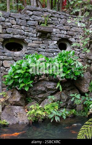 Petit lac avec des carpes - poissons dorés. Mur en pierres. L'hortensia part au printemps. Jardin botanique tropical Monte Palace, Funchal, Madère, Banque D'Images