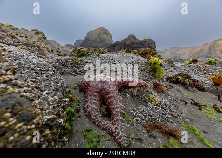 Gros plan d'une étoile de mer enveloppée sur des coquilles musculaires accrochées aux rochers de marée Banque D'Images
