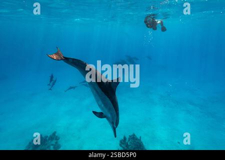 Les plongeurs nagent avec des dauphins sauvages dans des eaux bleues claires Banque D'Images