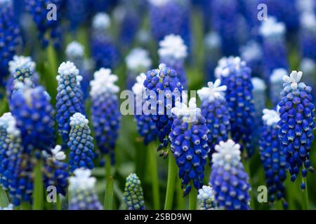 Tapis de printemps bleu muscari Hollande Banque D'Images