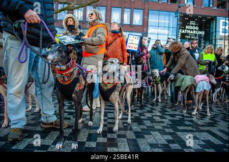 Utrecht, pays-Bas. 02 février 2025. Des manifestants se rassemblent sur la place avec leurs chiens pendant le rassemblement. L'organisation espagnole 'No A la Caza' (NAC) a organisé plusieurs manifestations européennes. Dans la ville néerlandaise d'Utrecht, les gens ont défilé avec leur lévrier espagnol adopté et Podencos pour soutenir les organisations qui luttent en Espagne contre la souffrance du lévrier. Crédit : SOPA images Limited/Alamy Live News Banque D'Images