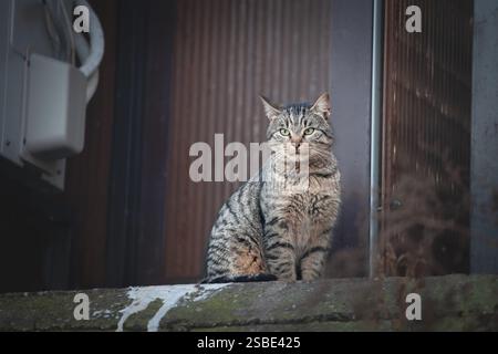 Un chat tabby errant est assis sur un rebord avec un regard curieux. Ce félin de rue, marqué par des yeux verts frappants, illustre la vie animale urbaine dans la ville ce Banque D'Images