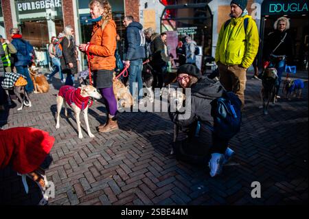 Utrecht, pays-Bas. 02 février 2025. Une femme est vue caresser son chien pendant le rassemblement. L'organisation espagnole 'No A la Caza' (NAC) a organisé plusieurs manifestations européennes. Dans la ville néerlandaise d'Utrecht, les gens ont défilé avec leur lévrier espagnol adopté et Podencos pour soutenir les organisations qui luttent en Espagne contre la souffrance du lévrier. Crédit : SOPA images Limited/Alamy Live News Banque D'Images