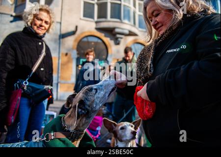 Utrecht, pays-Bas. 02 février 2025. Une femme est vue nourrir certains des chiens pendant la manifestation. L'organisation espagnole 'No A la Caza' (NAC) a organisé plusieurs manifestations européennes. Dans la ville néerlandaise d'Utrecht, les gens ont défilé avec leur lévrier espagnol adopté et Podencos pour soutenir les organisations qui luttent en Espagne contre la souffrance du lévrier. (Photo par Ana Fernandez/SOPA images/SIPA USA) crédit : SIPA USA/Alamy Live News Banque D'Images