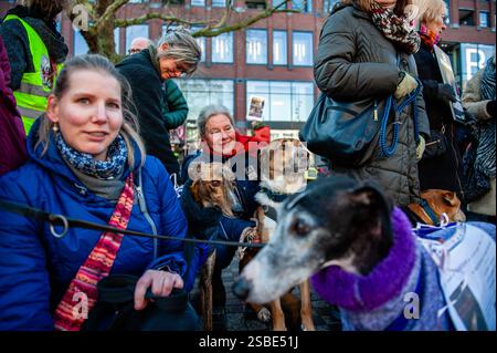 Utrecht, pays-Bas. 02 février 2025. Des manifestants sont vus caresser leurs chiens pendant le rassemblement. L'organisation espagnole 'No A la Caza' (NAC) a organisé plusieurs manifestations européennes. Dans la ville néerlandaise d'Utrecht, les gens ont défilé avec leur lévrier espagnol adopté et Podencos pour soutenir les organisations qui luttent en Espagne contre la souffrance du lévrier. (Photo par Ana Fernandez/SOPA images/SIPA USA) crédit : SIPA USA/Alamy Live News Banque D'Images