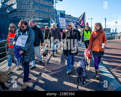 Utrecht, pays-Bas. 02 février 2025. Des manifestants sont vus marcher avec leurs chiens et leurs pancartes pendant le rassemblement. L'organisation espagnole 'No A la Caza' (NAC) a organisé plusieurs manifestations européennes. Dans la ville néerlandaise d'Utrecht, les gens ont défilé avec leur lévrier espagnol adopté et Podencos pour soutenir les organisations qui luttent en Espagne contre la souffrance du lévrier. (Photo par Ana Fernandez/SOPA images/SIPA USA) crédit : SIPA USA/Alamy Live News Banque D'Images