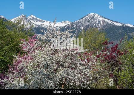 Pommiers et pruniers en fleurs, Wallowa Valley, Oregon. Banque D'Images