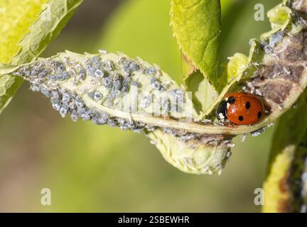 Coccinelle à sept taches, alias coccinelle commune ou coccinelle à sept taches, mangeant des pucerons sur la feuille du cerisier d'oiseau (Prunus padus) dans le sud-ouest de la Finlande Banque D'Images