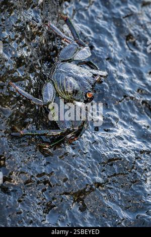 Crabe natal Lightfoot - Grapsus tenuicrustatus, beau crabe commun des côtes et plages indo-pacifiques, île Maurice. Banque D'Images