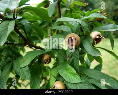 Médailles mûres sur une branche : les fruits bruns avec leurs sépales caractéristiques attirent le regard dans le jardin d'automne. Banque D'Images