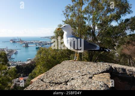 Malaga, Andalousie, Espagne - 2025 : Castillo de Gibralfaro et Alcazada Banque D'Images