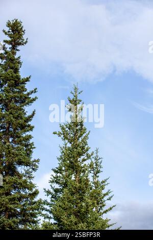 Deux pins lodgepole atteignant un ciel bleu clair Banque D'Images