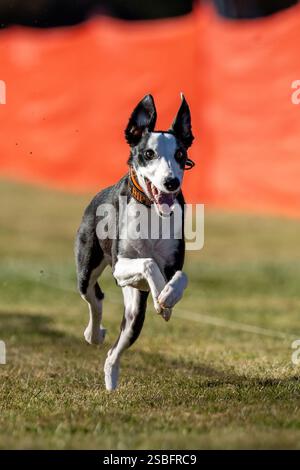 Borderwhippet All American Mix Running Lure course Sprint Dog Sport Banque D'Images