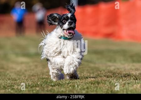 Cocker Spaniel Running Lure course Sprint Dog Sport Banque D'Images
