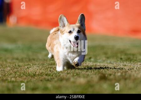 Pembroke Welsh Corgi Running Lure course Sprint Dog Sport Banque D'Images