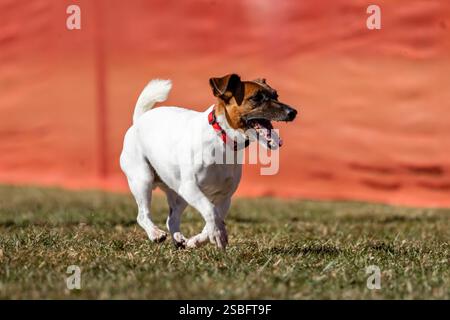 Jack Russell Terrier Running Lure course Sprint Dog Sport Banque D'Images