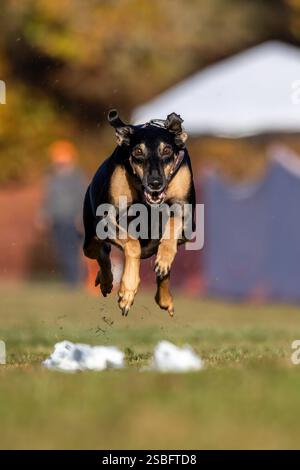Greyhound Whippet Sight Hound Mix Running Lure course Sprint Dog Sport Banque D'Images