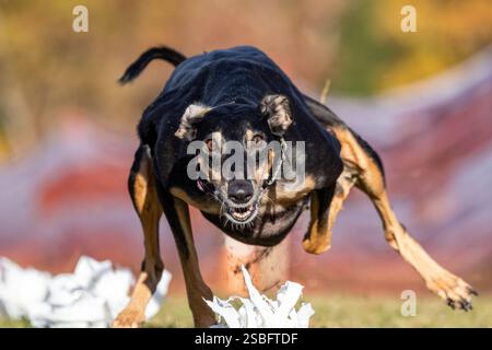 Greyhound Whippet Sight Hound Mix Running Lure course Sprint Dog Sport Banque D'Images