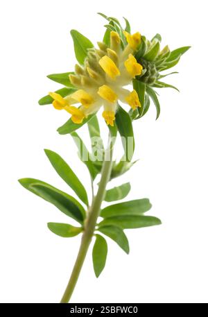 Fleurs communes de vesce de rein isolées sur fond blanc Banque D'Images