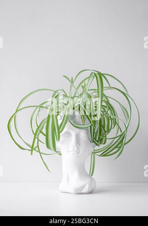 Une plante d'araignée luxuriante ou chlorophytum avec de longues feuilles arquées dans un vase unique à visage blanc. Recadrage vertical. Gros plan. Banque D'Images