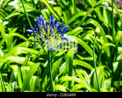 Le lis ornemental bleu fleuri (Agapanthus praecox) fleurit près du village de Ponta do sol. Ponta do sol est situé sur la côte ouest de Madère. Le Banque D'Images