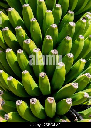 Bananes magnifiquement disposées dans un bananier (Musa acuminata). Prise près de Ponta do sol. Ponta do sol est situé sur la côte ouest de Madère. Banque D'Images